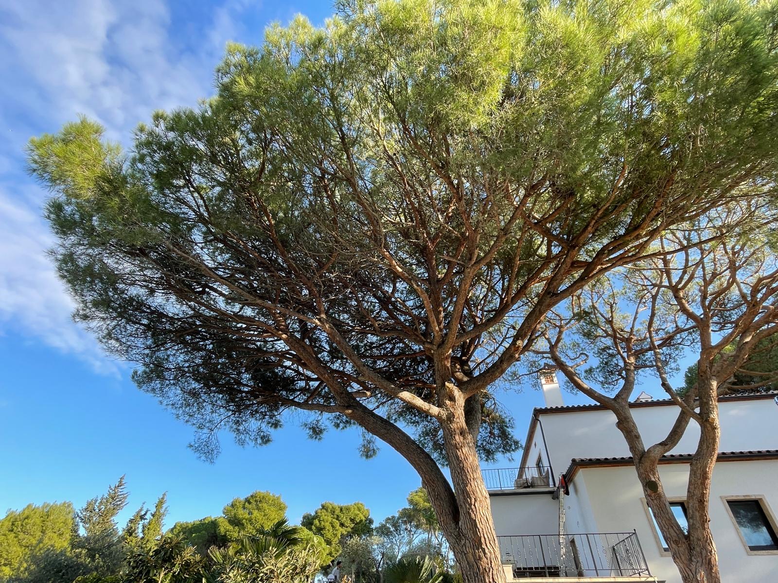 Arbolado mediterráneo cuidado en una vivienda de la Costa Brava