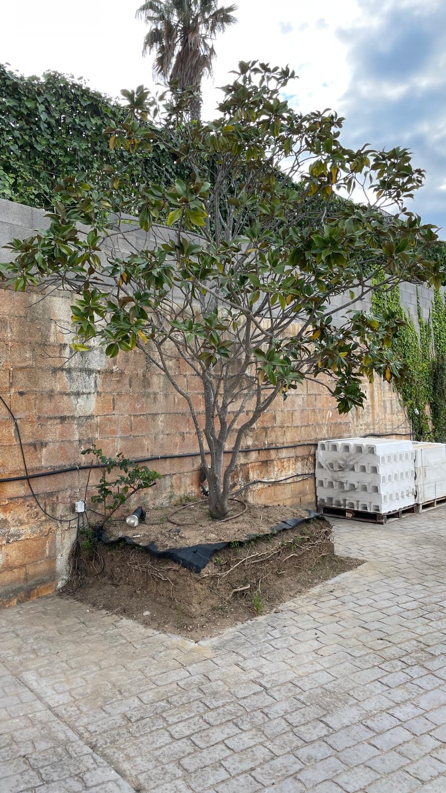 Árbol preparado para su plantación y cuidado en un jardín