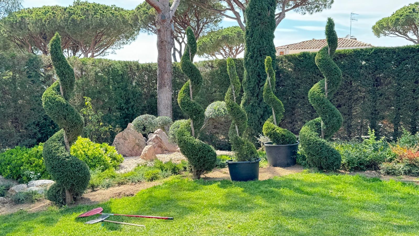 Poda ornamental de árboles y arbustos realizada por Bambuk