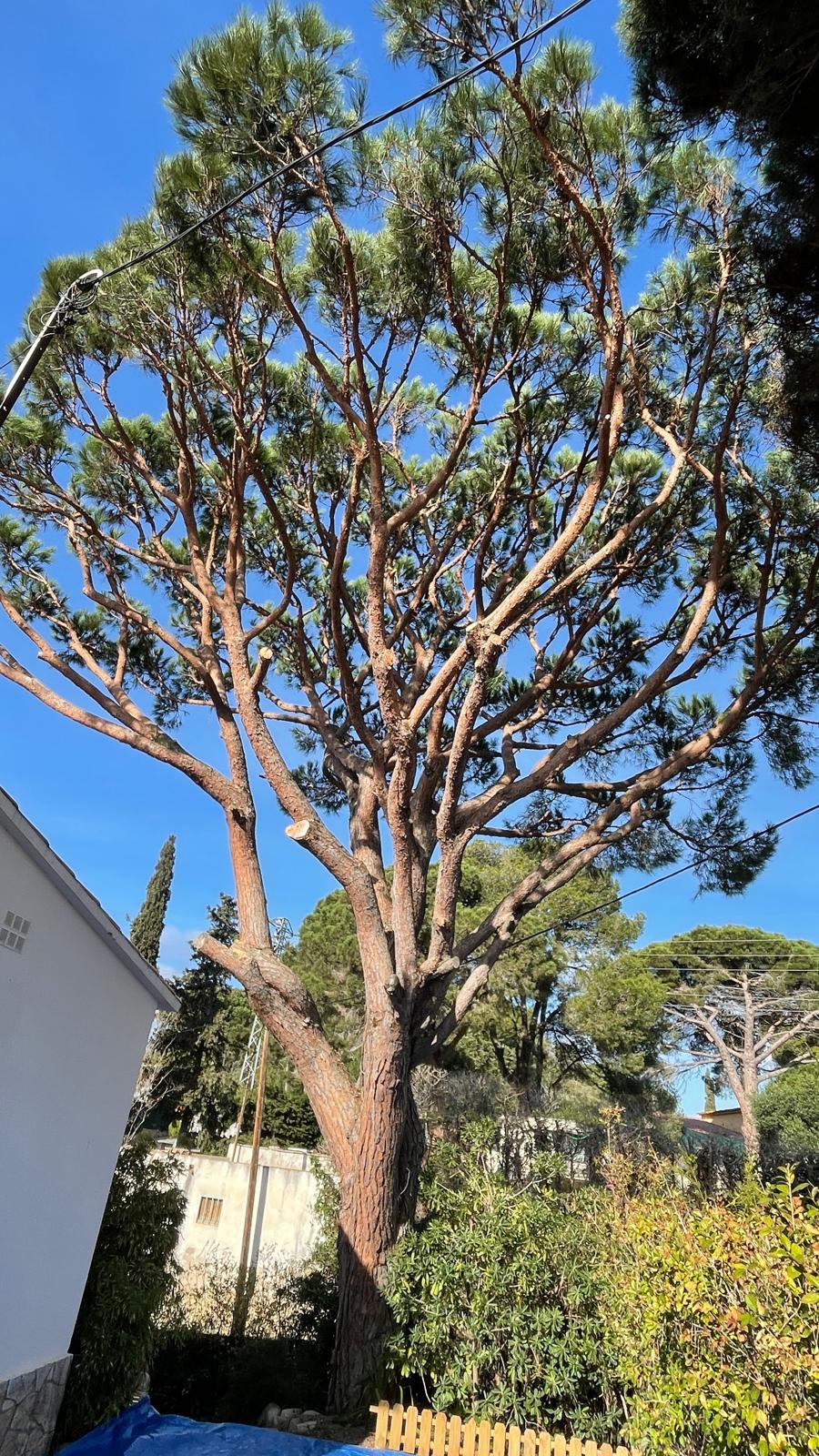 Poda de árboles y plantas